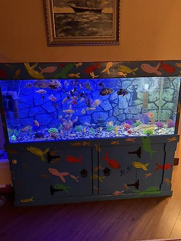 Akvariumlar: Аквариум - 2 м ( 7,000 Манат Цена -da lalafo.az — 6 Akvariumlar: Аквариум - 2 м ( 7,000 Манат Цена — 6