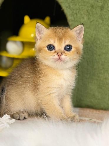 Pişiklər: Britan — 1