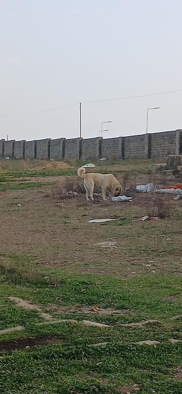 İtlər: Kanqal, 2 il, Erkek — 3