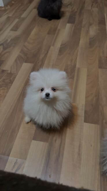 İtlər: Şpitz, 2 ay, Erkek, Peyvəndli, Ünvandan götürmə — 2