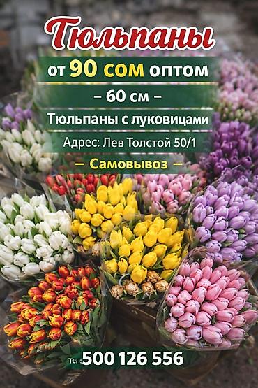 Тюльпан: Тюльпаны оптом - Цена: от 90 сом - Длина: 60 см - Тюльпаны с — 1