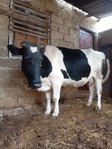 sağmal inək: 3 cu qarna 7 di aylıq boğaz ivanovka iney satılır cox sakit heyvandı — 1