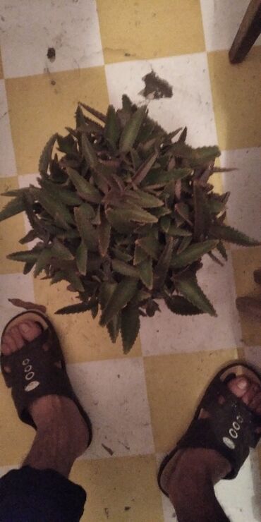 Toxumlar: Растения на заказ и в продаже кому интересно пишите -da lalafo.az — 6 Toxumlar: Растения на заказ и в продаже кому интересно пишите — 6