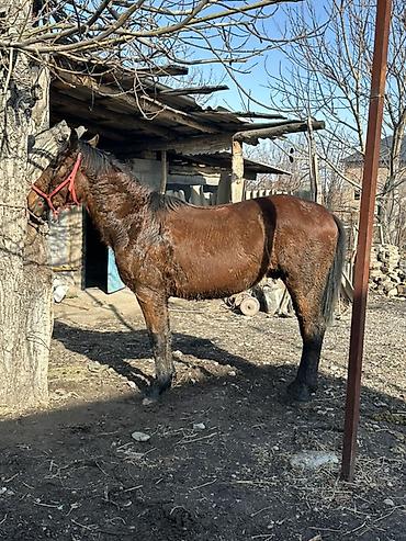 Лошади, кони: Продаю | Кобыла (самка) | Дончак | Мерин — 7