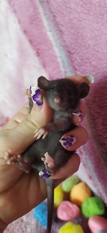 Другое: Привет друзья !!! Питомник Rat haus Love предлагает долгожданный помет — 6