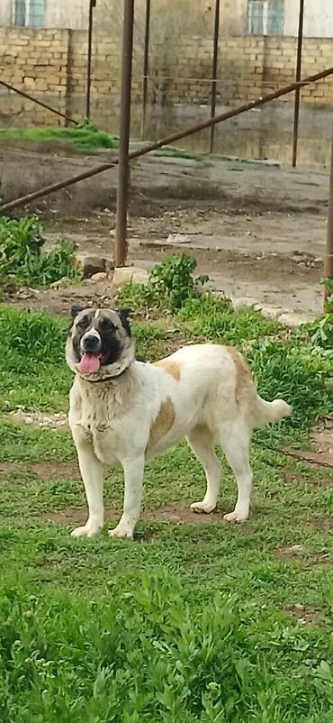 İtlər: Qurdbasar, 10 ay, Dişi, Peyvəndli — 5