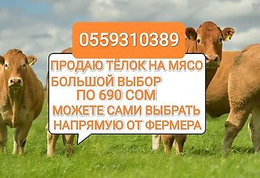 Айыл-чарба жаныбарлары: Сатам | Кунаажын | Союуга — 1