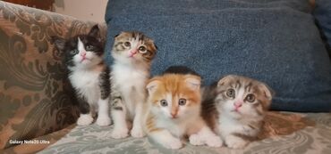 шотландская вислоухая кошка цена бишкек: Породистые котята.Цена указана на одного котёнка. 1)Рыжий