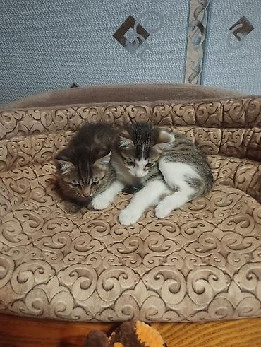 Отдам даром кошку: Кошка даром: Беспородная, 2 месяца, Девочка, Приучена к лотку, Проглистована — 3