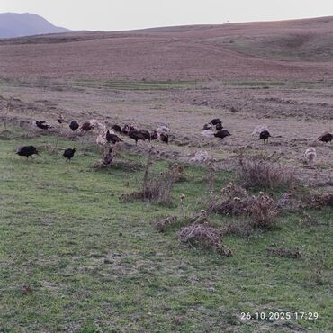Hinduşka: Məhsul: Hind quşları (qarışıq rəngli sürü) Təsvir: - Təbii şəraitdə — 8