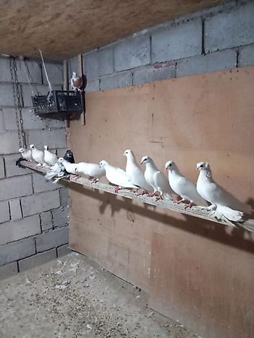 Голуби бакинцы обмен на кур