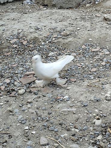 ucuz göyərçin: Məhsul: bığlı (pərdəli) ayaqlı göyərçinlər – dekorativ və uçuş üçün — 3