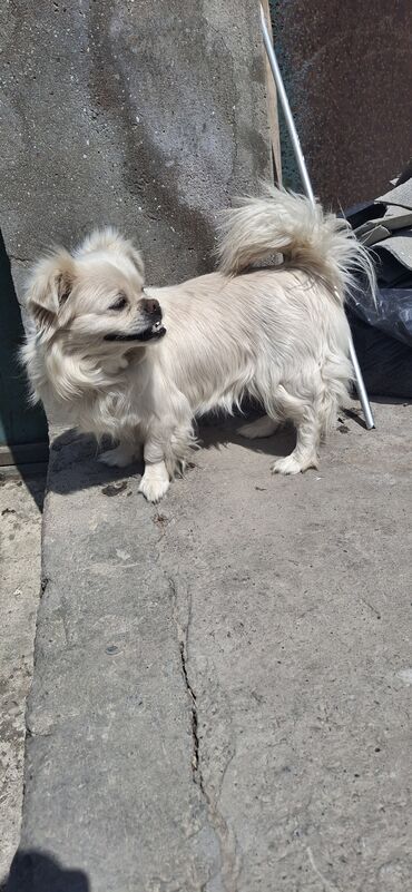 İtlər: Pekines, 11 ay, Dişi, Peyvəndli, Ödənişli çatdırılma