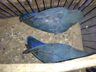 Tutuquşları: Nerazluçnik.Hazır cütlər.bala.və cütə hazır mayalar.Hamsı sağlam və — 3