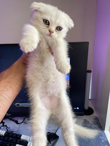 Pişiklər: Siam, Erkək, Dişi, Yaxşı əllərə, Ünvandan götürmə, Pulsuz çatdırılma, Ödənişli çatdırılma — 9