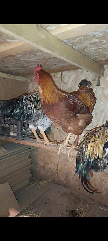 продам курей: На продажу домашние куры и петухи количество куры 22штуки петухи 9штук — 2