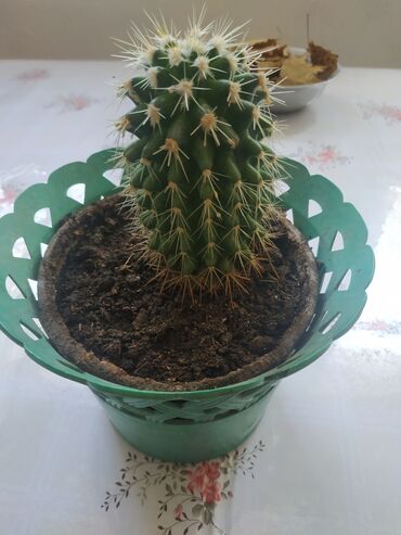 орхидея купить бишкек: Кактус 🌵