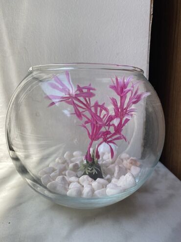 ağ dovşan: Yumru akvarium, Boş, 1 l