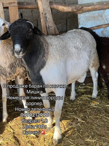 купить собаку немецкую овчарку: Продаю | Баран (самец) | Для разведения | Осеменитель
