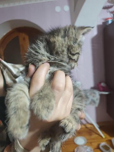 отдаю котят: Котята домашние, короткошёрстные, окрасы: тигровый табби и серый — 8