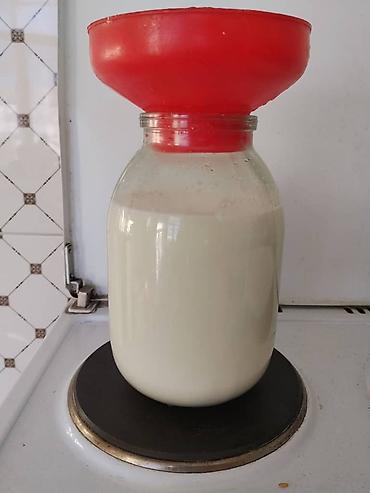 Козы, козлы: Продаю | Коза (самка) | Зааненская | Для разведения — 22