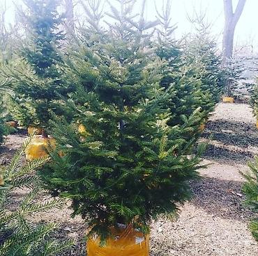 Other decorative tree saplings: Пихта семёнова 6м. Пихта ещё есть от 1 метра до 5метров заказывайте — 7