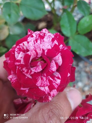 Şitillər: Məhsul: Bağ bitkiləri və meyvə fidanları seçimi - Hibiskus (Rose of — 77