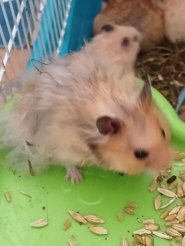 Gəmiricilər: Angora növ xamyak hemstr mehriban növüdür dişləmirlər uzun tükləri — 6