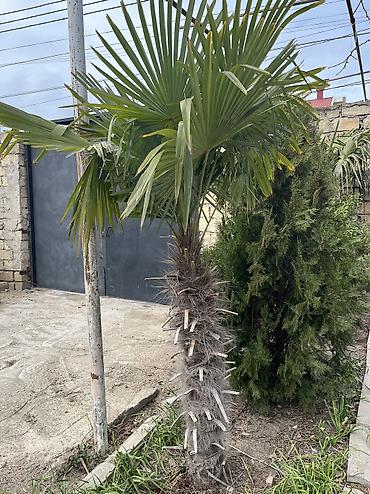 dekor agaclar: Trachycarpus fortunei (yapraq abanajı) dekorativ palma ağacı - Növ — 1