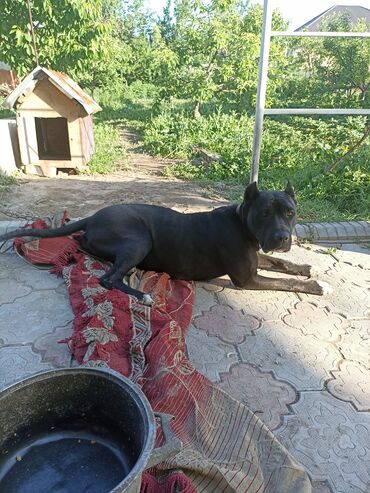 карликовые собаки: Питбуль, по кличке Мая. 2 года, сука, 1 раз родила восьмерых щенят
