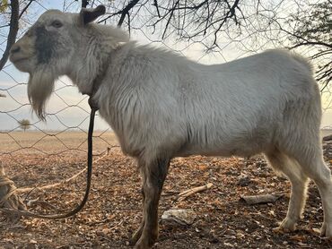 продажа щенков немецкой овчарки с документами в бишкеке: Сатам | Теке (эркек) | Көбөйтүү үчүн | Жасалма жол менен боозутуу