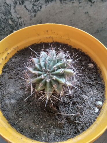 Otaq bitkiləri: Diqqetle oxuyun!! şekildeki ustu çiçekli kaktusun artirmalaridir — 3