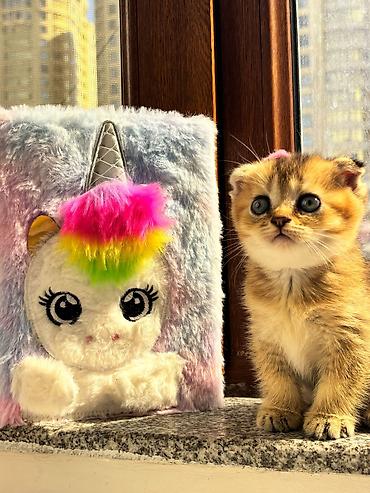 Кошки: Шотландская вислоухая — 5