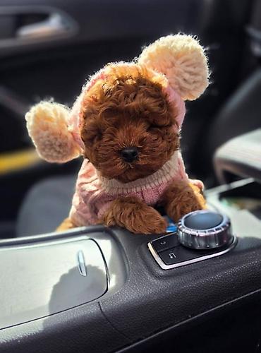 toy pudle: Nove bebice toy I mini pudle Odgajivacnica Hopy queen pudle vam — 5