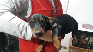 сколько стоит порода собаки доберман: Такса, 4 месяца, Самка, С прививкой