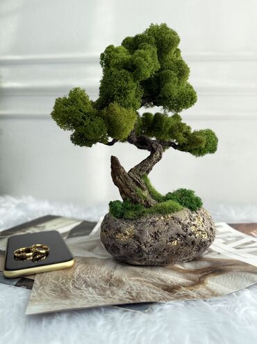 Декоративные цветы: В переводе с японского Бонсай означает «дерево, выращенное в блюде» at lalafo.kg — 53 Декоративные цветы: В переводе с японского Бонсай означает «дерево, выращенное в блюде» — 53