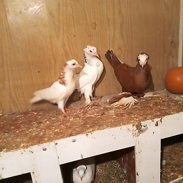 Göyərçinlər: Ağ baş göyerçin mayadi tək o 30 manatdi 3 balası balaların biri 10 — 3