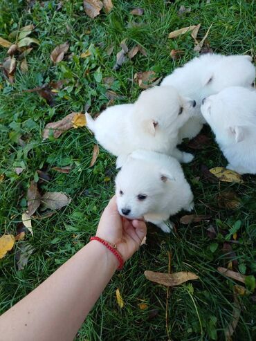 Psi: Nemački špic štenci - majka je naš kućni pas (ima je na slici gde na lalafo.rs — 8 Psi: Nemački špic štenci - majka je naš kućni pas (ima je na slici gde — 8