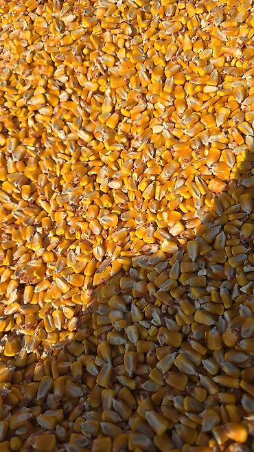 молоко для кофемашины: Продаю кукурузу в зерне цена 17 с оптом от 30тонн — 1