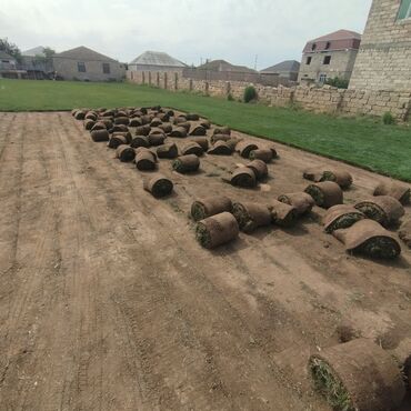Toxumlar: Qazon satışı təbii və süni Qazonlarımız satışda mövcuddur təbii — 7