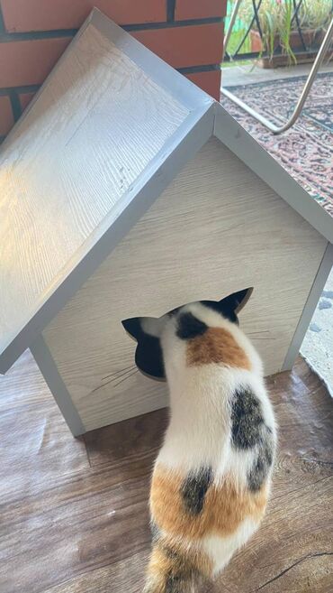 Yuvalar: Salam. Pişik, dovşan və itlər üçün keyfiyyətli yuvalara sifariş qəbul — 9