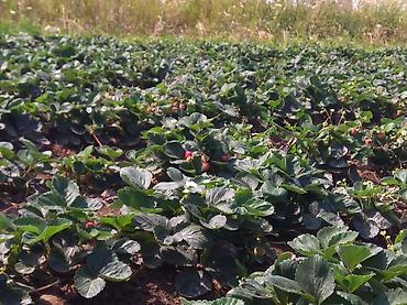 Другие специальности: Ищу рабочих на поле можно семейный.Работа на поле разно рабочий оплата — 13