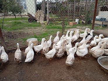 bulbul quşu: Pekin ordeyi satılır.5ay 10 gunlukdur.baxmaga şərait olmadığı üçün — 1