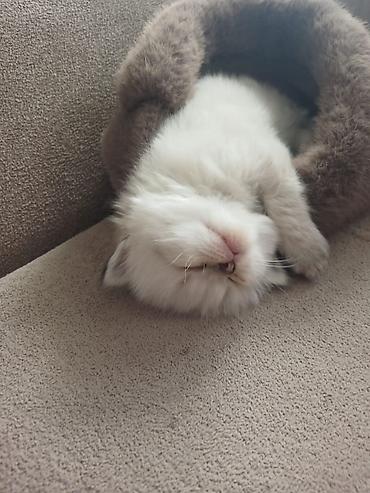 Pişiklər: Ragdoll cinsli balaca pişiklər - Cins: Ragdoll (sakit, mehriban və — 4