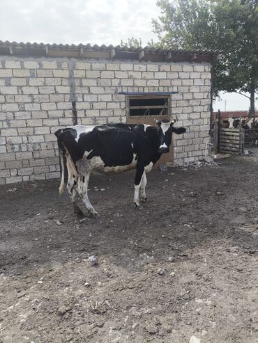 inək sağan aparat qiymeti: Dişi, Holsteyn, il: 3, 550 kq, Südlük, Ünvandan götürmə