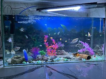 akvarium işığı: Salam. akvarium əla vəziyyətdədi 30 dan çox balıq var hamısını üstə — 2