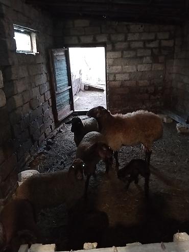 il: Erkək, il: 1, 50 kq, Damazlıq, Ünvandan götürmə — 4
