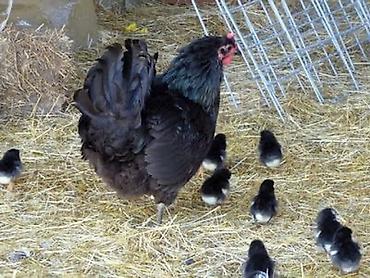 K/t heyvanları və malları: Salam! Təmiz qan Avstralorp cücələri satılır. 🐣 Cücələr tam sağlamdır — 2