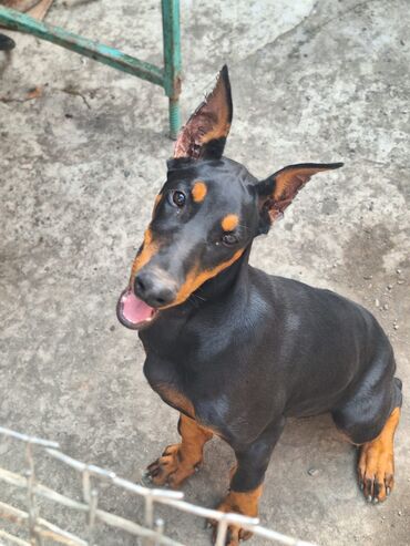 heyvan: Doberman, 3 ay, Dişi, Peyvəndli, Ünvandan götürmə