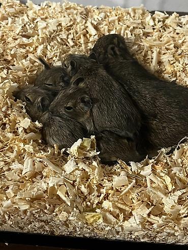 psi kupujemprodajem: Na prodaju su 5 mladunaca degu veverica, rođenih 18. septembra. ❤️ — 2